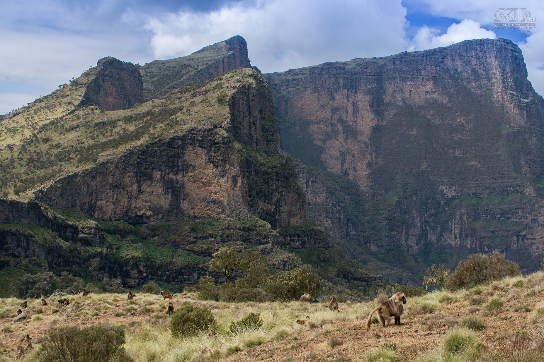 Simien Mountains - Ghenek - Gelada baboons In the Simien Mountains you can found a lot of large groups of the endemic gelada baboons (Theropithecus gelada). Geladas can only be found in the highlands (2500m and higher) of Ethiopia,  they use the cliffs for sleeping, the grasslands for foraging and mostly they are quite tame. I really enjoyed it spending several hours with them trying to make some good shots. Stefan Cruysberghs